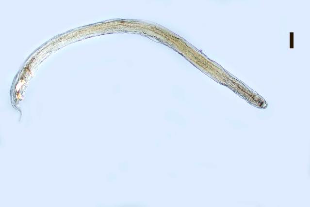 Представитель Семейства Enoplidae